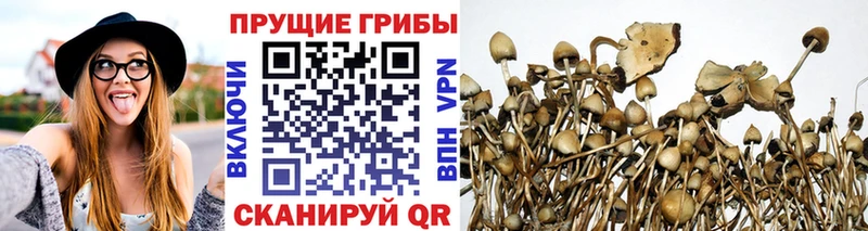 нарко площадка формула  Мураши  Псилоцибиновые грибы Psilocybine cubensis 